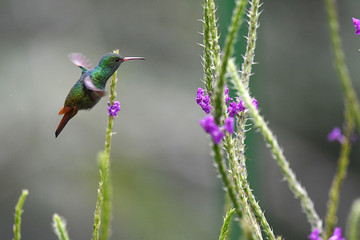 Rufous-tailed Hummingbird hovering in mid-air with flowers