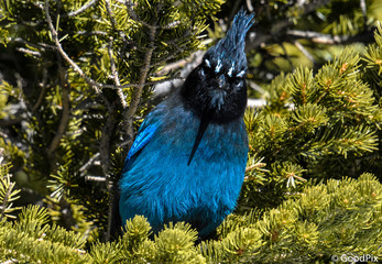 Stellar Jay