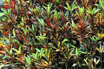 Green and red plants in rainforest