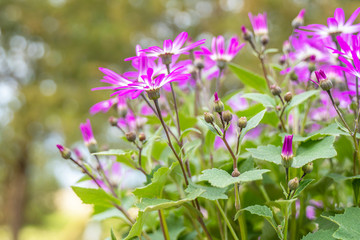 Purple flowers on a sunny day.
