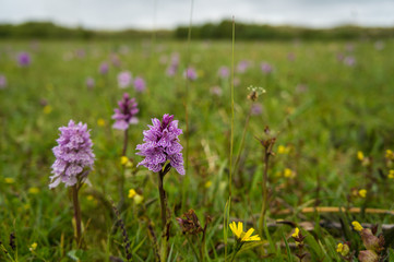 Obraz premium Orchids in Terschelling