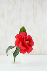 camellia flower in a glass vase on a table. copy space