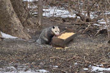Opossum eating Corn