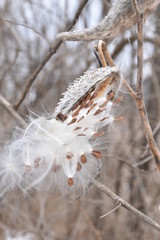 Milkweed