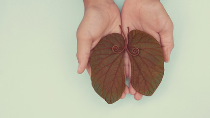 Kid hands holding lung shaped leaves, Lung cancer, world tuberculosis day, world no tobacco day,...