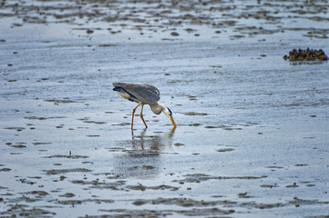 grey heron Ardea cinerea in Fukuoka, Japan