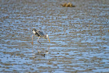 grey heron Ardea cinerea in Fukuoka, Japan