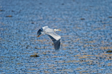 grey heron Ardea cinerea in flight above the sea in Fukuoka, Japan