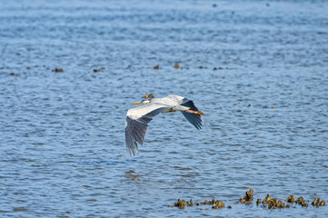 grey heron Ardea cinerea in flight, Fukuoka, Japan
