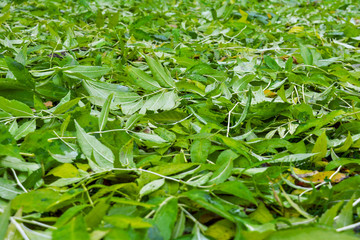 Fall bright green leaves background