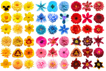Big collection of various head flowers orange, purple, yellow, pink, blue and red isolated on white...