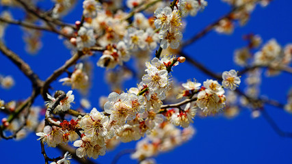 Beautiful plum blossoms(Apricot flower) at Wondong plum village near Busan