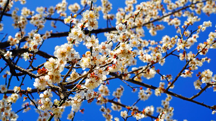 Beautiful plum blossoms(Apricot flower) at Wondong plum village near Busan