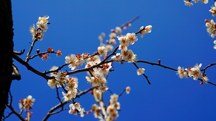 Beautiful plum blossoms(Apricot flower) at Wondong plum village near Busan