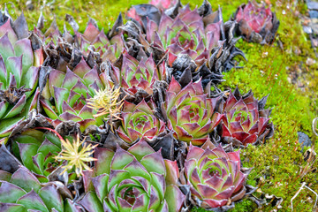 Rosettes Echeveria succulent plants on summer garden. Stonecrop family flowers