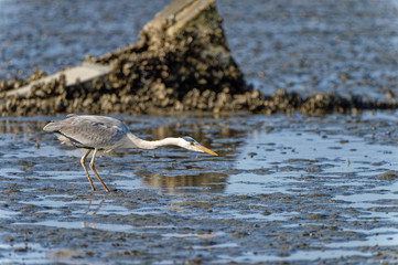 grey heron Ardea cinerea in Fukuoka, Japan