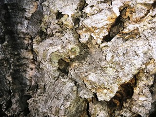 -	trons of trees with different colors and really attractive shapes.