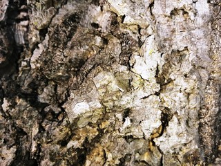 -	trons of trees with different colors and really attractive shapes.