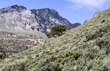 Fototapeta na wymiar At the foot of a high mountain (Greece, island Crete)