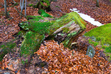 North Bohemia forest Landscape with its Boulders and Trees, Jizera Mountains, Czech Republic