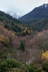 View of snow-capped mountains overgrown with pine forest