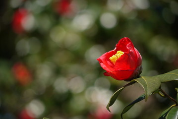 木漏れ日の中で咲く真っ赤な椿