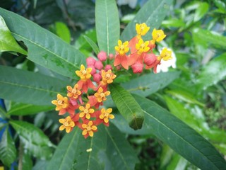 flower in the garden