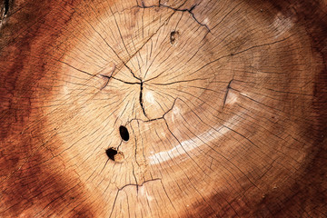 Wooden Cross Section and Texture Background, Annual ring Surface of Wood. Abstract Pattern Circle of Timber