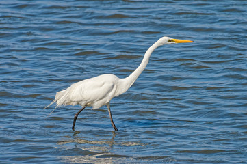 eastern great egret Ardea alba modesta walking in the sea