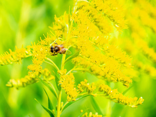 Fly on Yellow