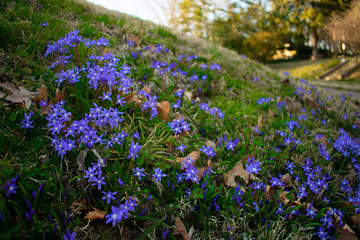 Obraz premium A Group of Blue-Violet Flowers on a Green Lawn at the Start of Spring