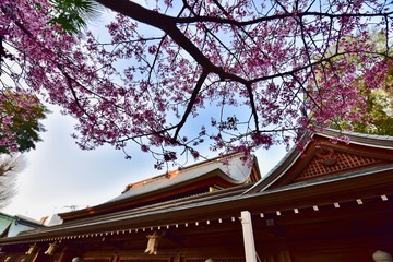 日本の福岡の櫛田神社の梅と桜