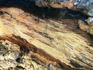 -	trons of trees with different colors and really attractive shapes.