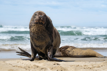sea lions on a beach