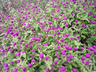 field of purple flowers