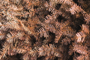 Dead Christmas tree pine needles and branches