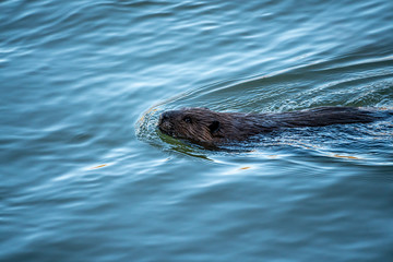 Obraz premium Beaver swimming in water