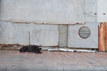 A black dog sleeps on footpath and metal backdrop.