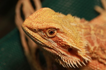Bearded Dragon Close Up On Face