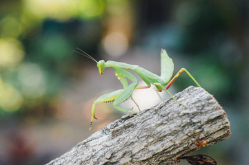 young mantis climbing a tree
