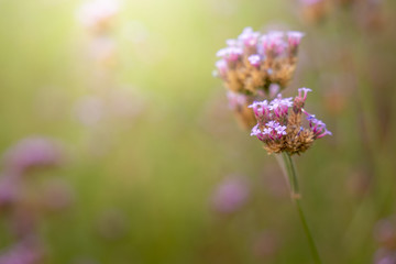 The background image of the colorful flowers