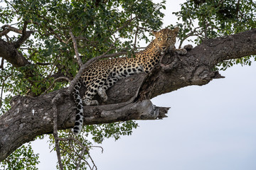 Large female leopard lounging in a tree looking at photographer