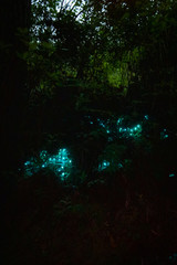 Beauty of nature with glow worms in the dark