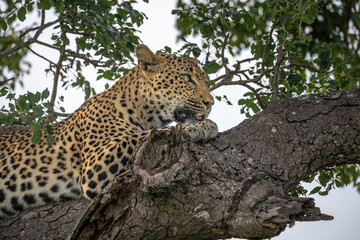 Closeup of female leopard lying in tree in afternoon light