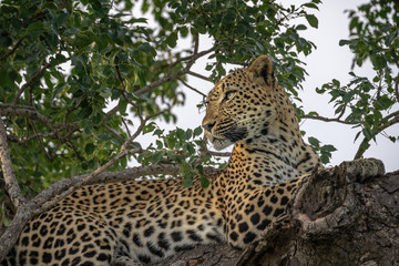 Closeup of female leopard looking left at sunset