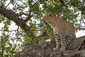 Full body view of leopard in tree in late afternoon sunlight