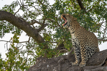 Large female leopard yawning widely while sitting in a tree in late afternoon lighting