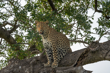 Full body leopard staring directly at camera from a tree with late afternoon lighting