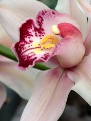 Flower of orchid Cymbidium Swartz with creamy white petals and pink veins and white to purple...