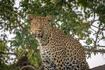 Closeup view of leopard staring right from up in a tree